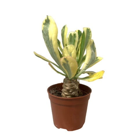 Euphorbia Poissonii (Variegated)