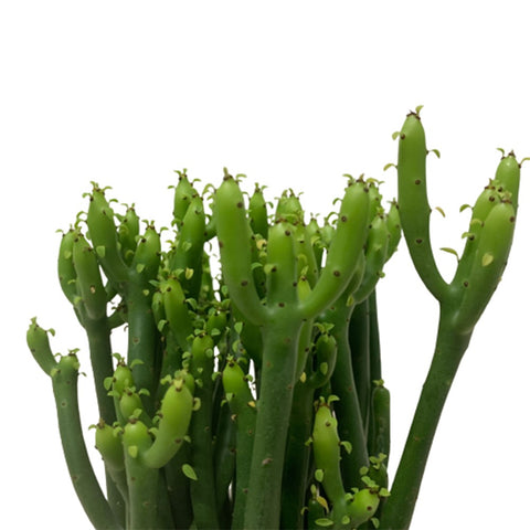 Euphorbia Alluaudii