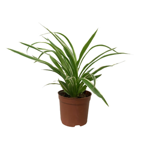 Chlorophytum Comosum - White Edge (Spider Plant)