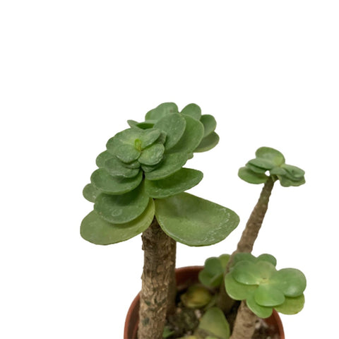 Portulaca Molokiniensis 金钱木锦