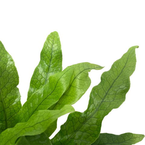 Asplenium Crocodylus (Crocodile Fern)