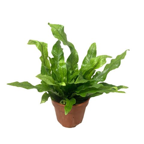 Asplenium Crocodylus (Crocodile Fern)