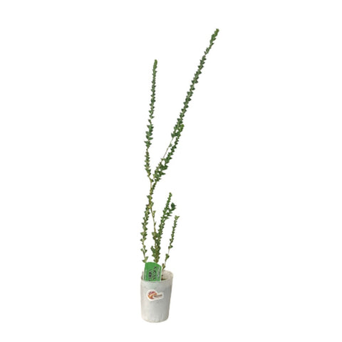 Acacia Cultriformis (JAPAN)