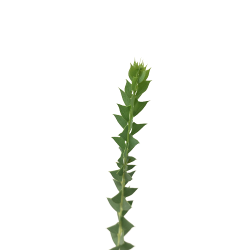 Acacia Cultriformis (JAPAN)