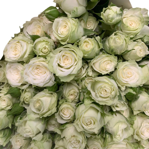 FreshCut Rose Spray