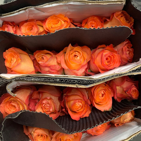 FreshCut Rose