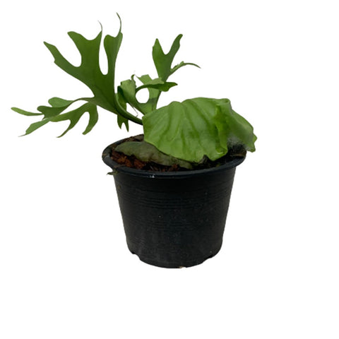 Platycerium Ridleyi