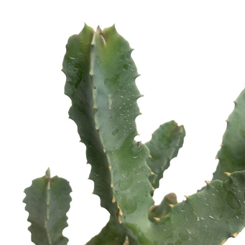 Caralluma Speciosa