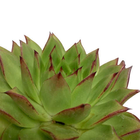 Echeveria Agavoides (Molded wax agave)