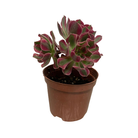 Aeonium