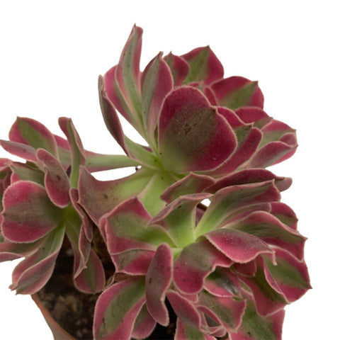 Aeonium