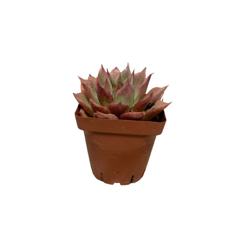 Echeveria Floriditi Variegated
