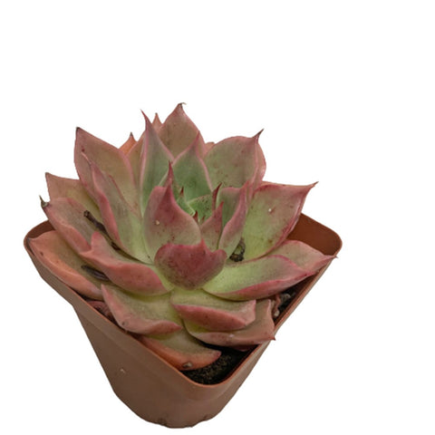 Echeveria Floriditi Variegated
