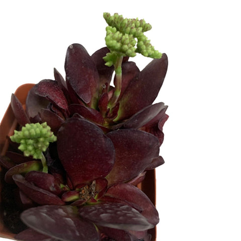 Crassula pubescens subs. radicans