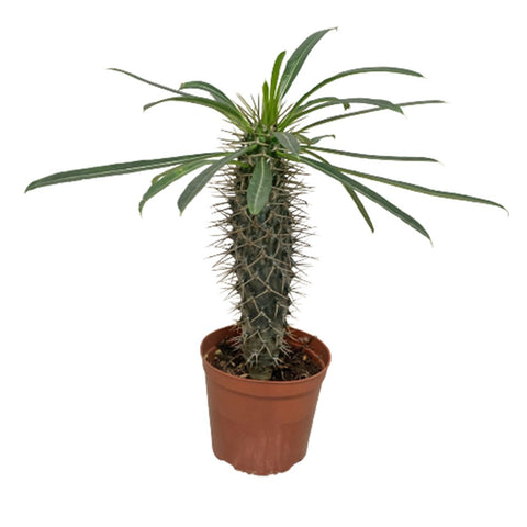 Pachypodium lamerei 'Madagascar Palm'