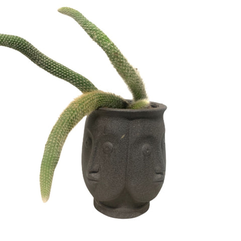 Hildewintera Colademononis (Monkey Tail Cactus)