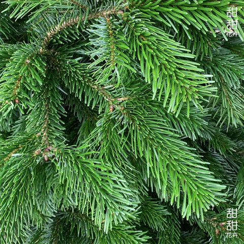 (2026) 4-5ft NORDMANN FIR Live Christmas Tree
