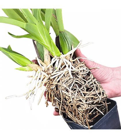 Re-Potting Service for Orchids (Exclude Pot)