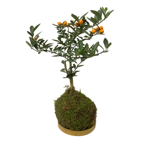 Fortunella Kokedama (KinKan)