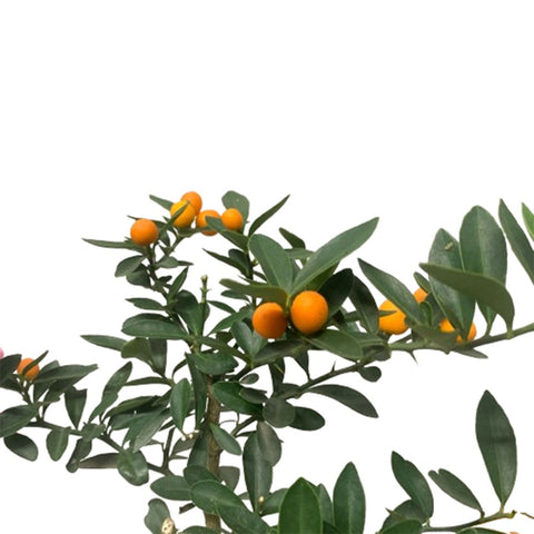 Fortunella Kokedama (KinKan)