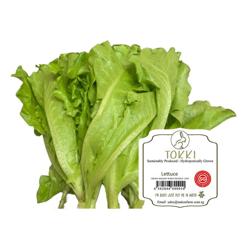 "Tokki" Fresh Lettuce 250g