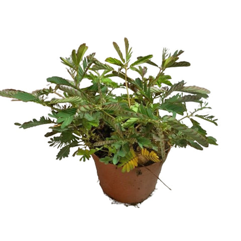 Mimosa Pudica (Sensitive Plant) - Bundle of 10 pots