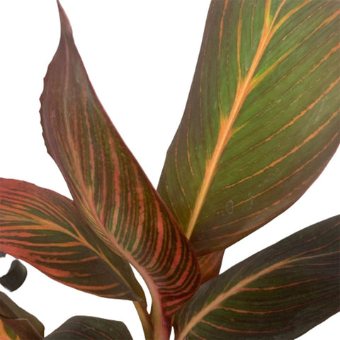 Canna Lily tropicanna