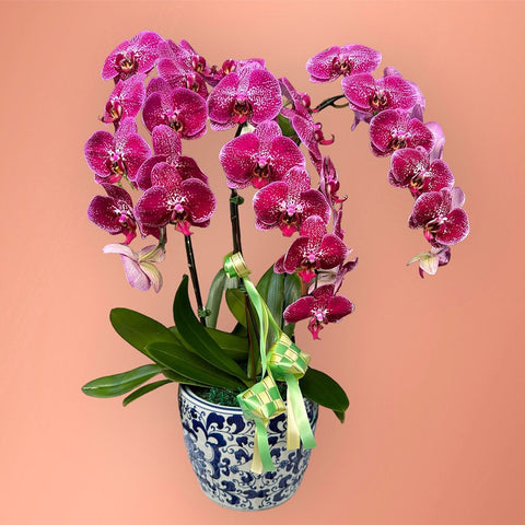 Hari Raya 3in1 Doritaenopsis Plant