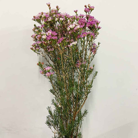 [Festive] FreshCut Wax (Hamelaucium)