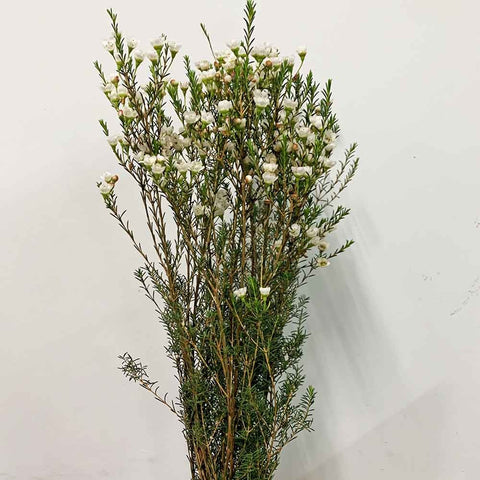 [Festive] FreshCut Wax (Hamelaucium)