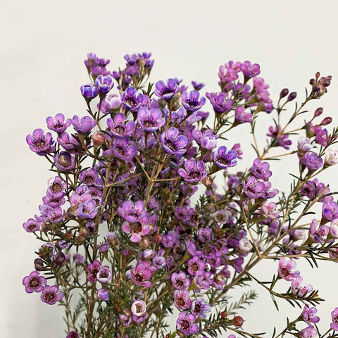 [Festive] FreshCut Wax (Hamelaucium)