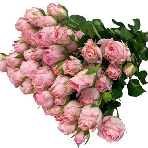 [Festive] FreshCut Rose Spray