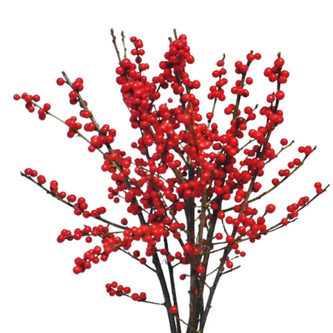 [Festive] FreshCut Ilex verticillata (Winter Berries)