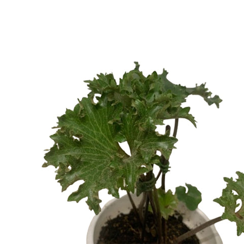 Farfugium Japonicum (Leopard Plant) Assorted