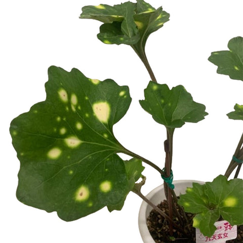 Farfugium Japonicum (Leopard Plant) Assorted