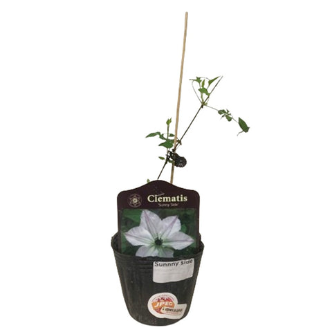 Limited Edition Clematis Plants (Japan)