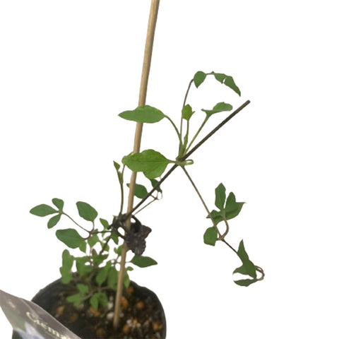 Limited Edition Clematis Plants (Japan)