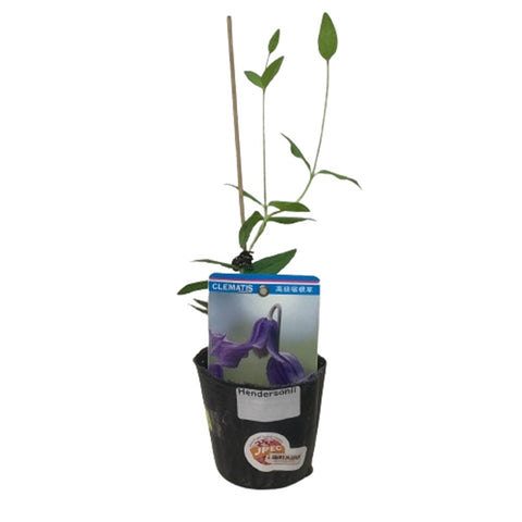Limited Edition Clematis Plants (Japan)