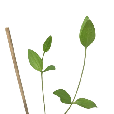Limited Edition Clematis Plants (Japan)