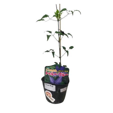 Limited Edition Clematis Plants (Japan)