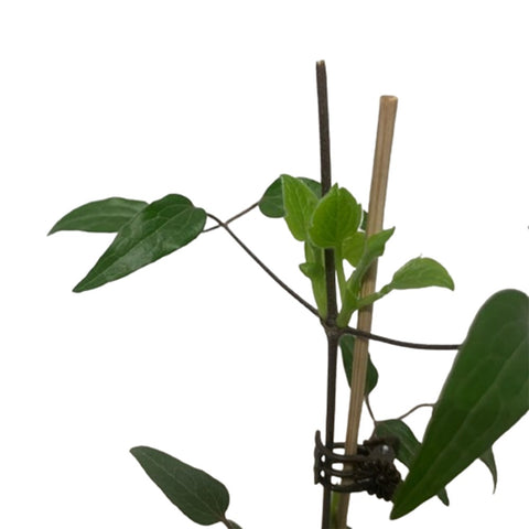 Limited Edition Clematis Plants (Japan)