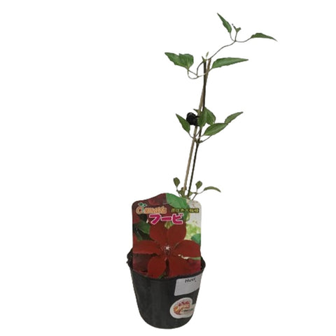 Limited Edition Clematis Plants (Japan)