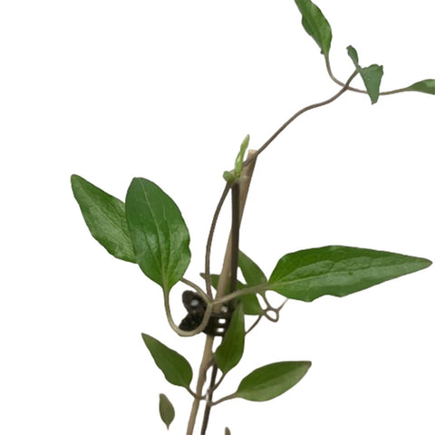 Limited Edition Clematis Plants (Japan)