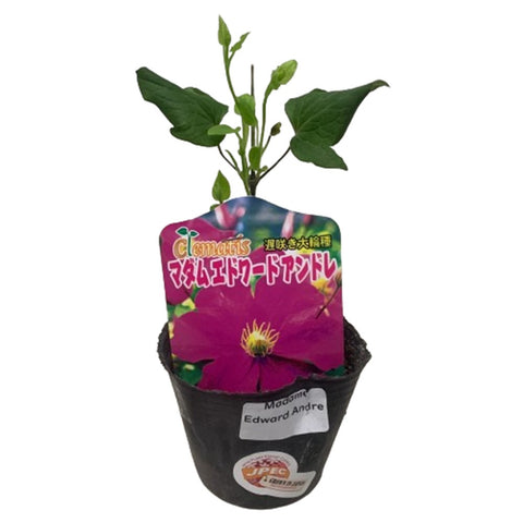 Limited Edition Clematis Plants (Japan)