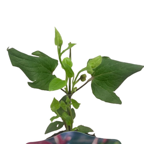 Limited Edition Clematis Plants (Japan)