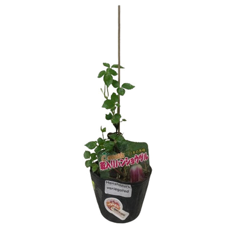 Limited Edition Clematis Plants (Japan)