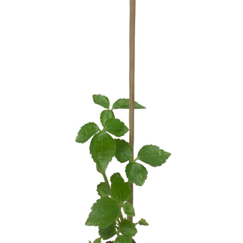 Limited Edition Clematis Plants (Japan)