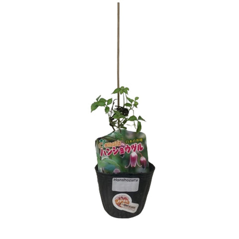 Limited Edition Clematis Plants (Japan)