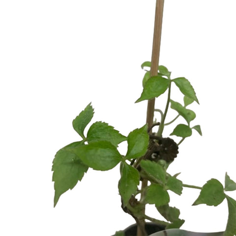 Limited Edition Clematis Plants (Japan)