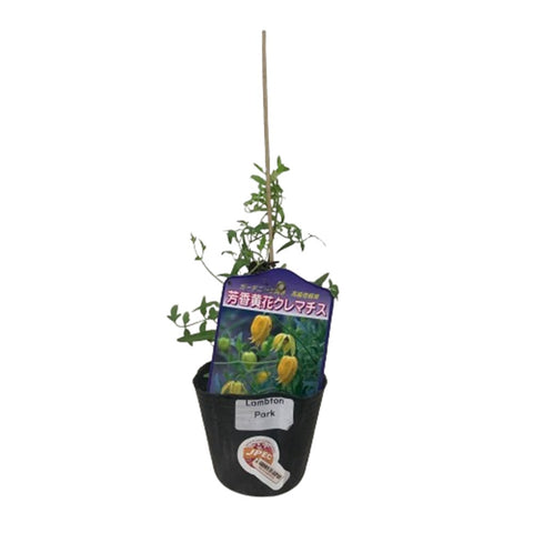 Limited Edition Clematis Plants (Japan)